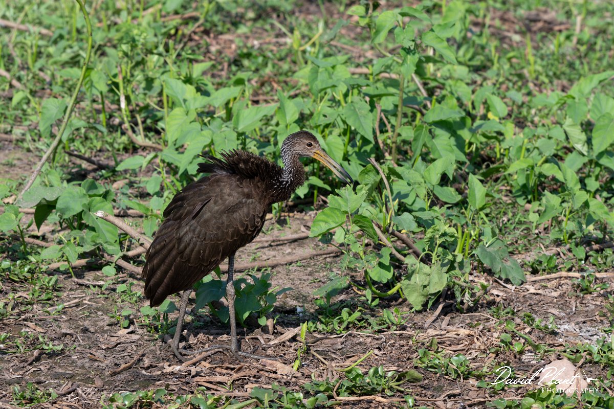 DPPhotography - Pantanal - Limpkin - D.jpg - Limpkin - Transpantaneira, Brazil