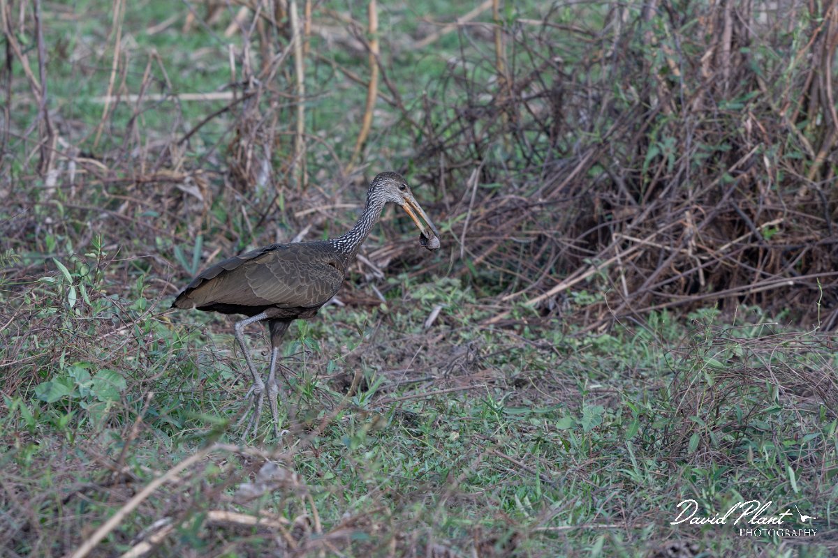 DPPhotography - Pantanal - Limpkin - E.jpg - Limpkin - Transpantaneira, Brazil