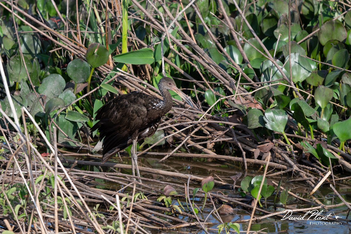 DPPhotography - Pantanal - Limpkin - F.jpg - Limpkin - Transpantaneira, Brazil