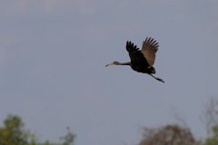 DPPhotography - Pantanal - Limpkin - A
