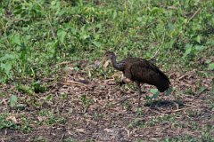 DPPhotography - Pantanal - Limpkin - C
