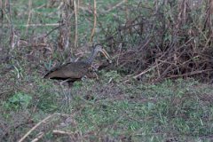 DPPhotography - Pantanal - Limpkin - E