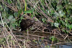 DPPhotography - Pantanal - Limpkin - F