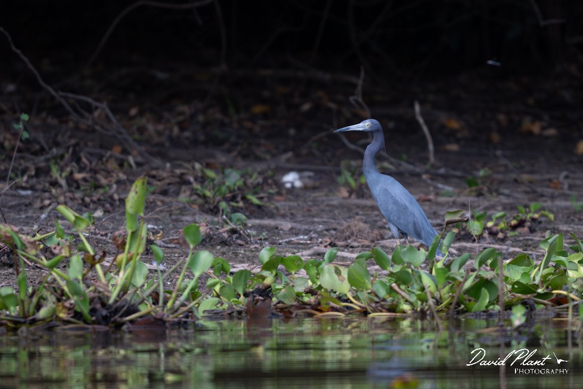 DPPhotography - Pantanal - Little blue heron - A.jpg - Little blue heron, blue morph - Rio Sararé, Pantanal, Brazil