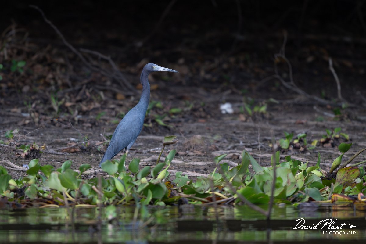 DPPhotography - Pantanal - Little blue heron - B.jpg - Little blue heron, blue morph - Rio Sararé, Pantanal, Brazil