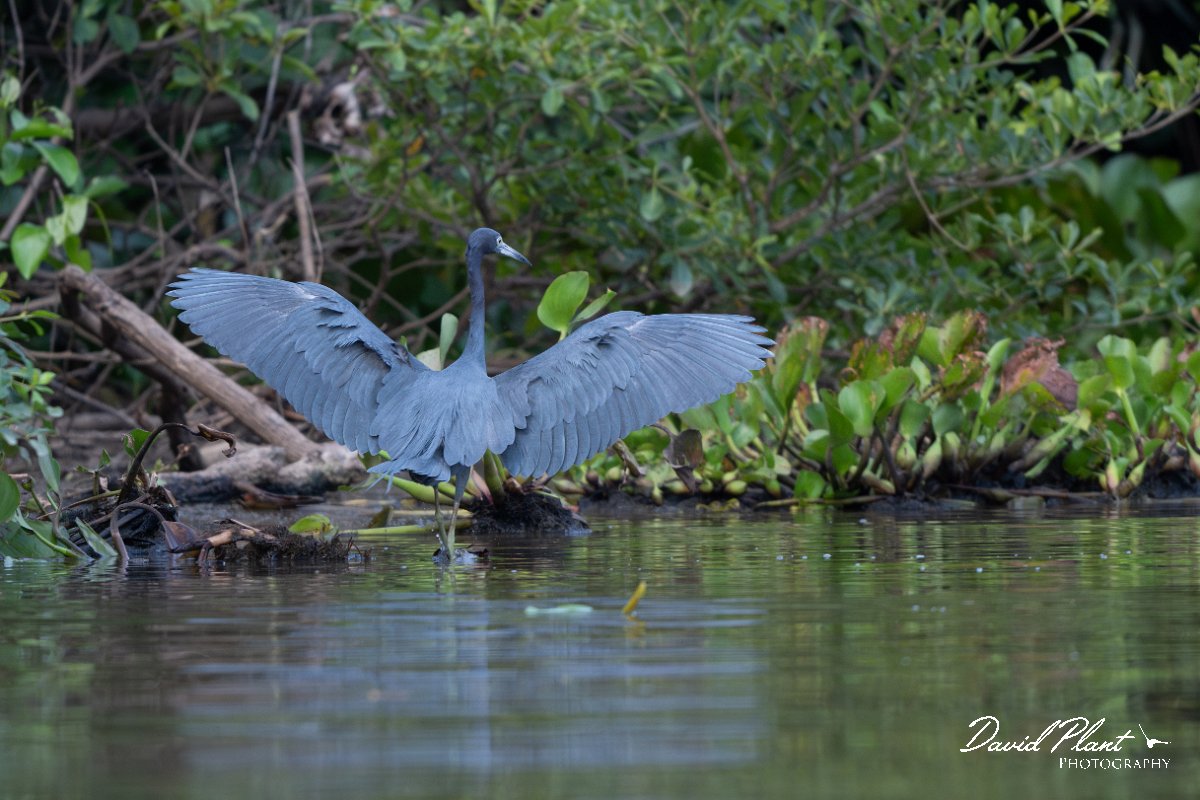 DPPhotography - Pantanal - Little blue heron - D.jpg - Little blue heron, blue morph - Rio Sararé, Pantanal, Brazil