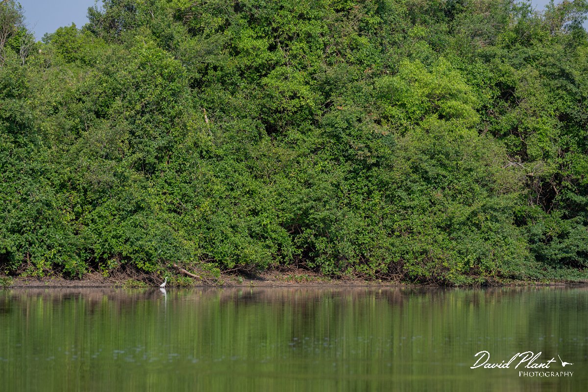 DPPhotography - Pantanal - Little blue heron - E.jpg - Little blue heron, white morph - Rio Sararé, Pantanal, Brazil