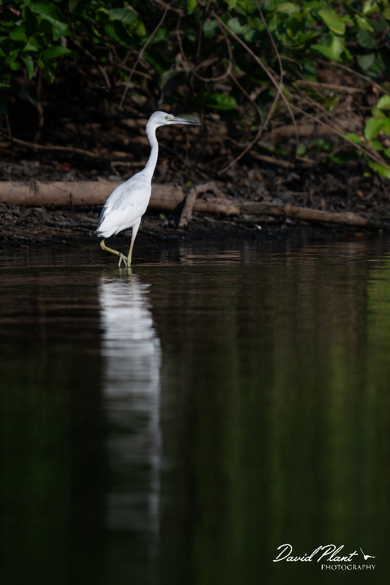 DPPhotography - Pantanal - Little blue heron - F.jpg - Little blue heron, white morph - Rio Sararé, Pantanal, Brazil