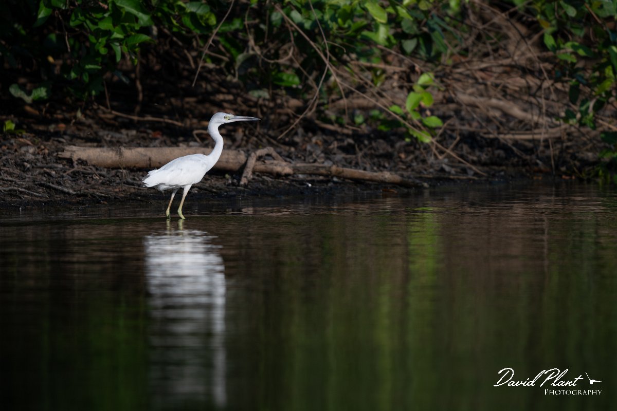 DPPhotography - Pantanal - Little blue heron - G.jpg - Little blue heron, white morph - Rio Sararé, Pantanal, Brazil