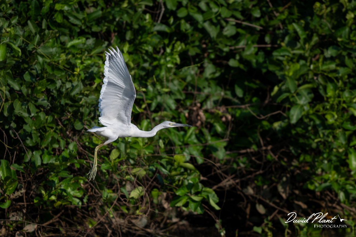 DPPhotography - Pantanal - Little blue heron - H.jpg - Little blue heron, white morph - Rio Sararé, Pantanal, Brazil