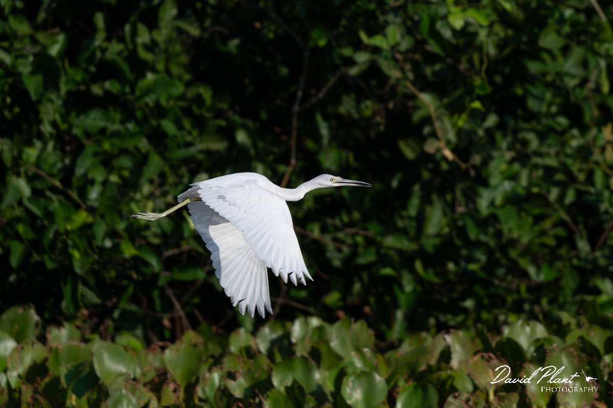 DPPhotography - Pantanal - Little blue heron - I.jpg - Little blue heron, white morph - Rio Sararé, Pantanal, Brazil