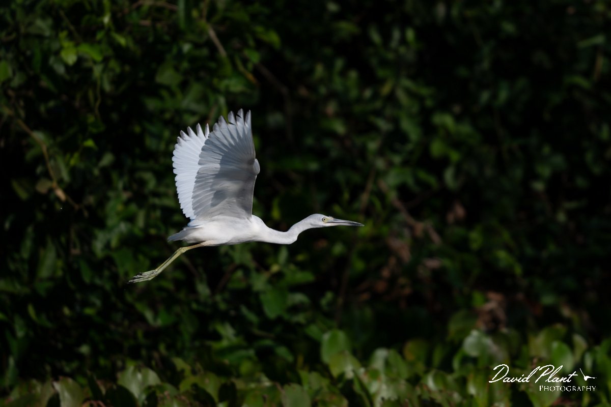 DPPhotography - Pantanal - Little blue heron - J.jpg - Little blue heron, white morph - Rio Sararé, Pantanal, Brazil