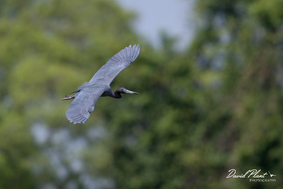 DPPhotography - Pantanal - Little blue heron - L.jpg - Little blue heron, blue morph - Rio Sararé, Pantanal, Brazil