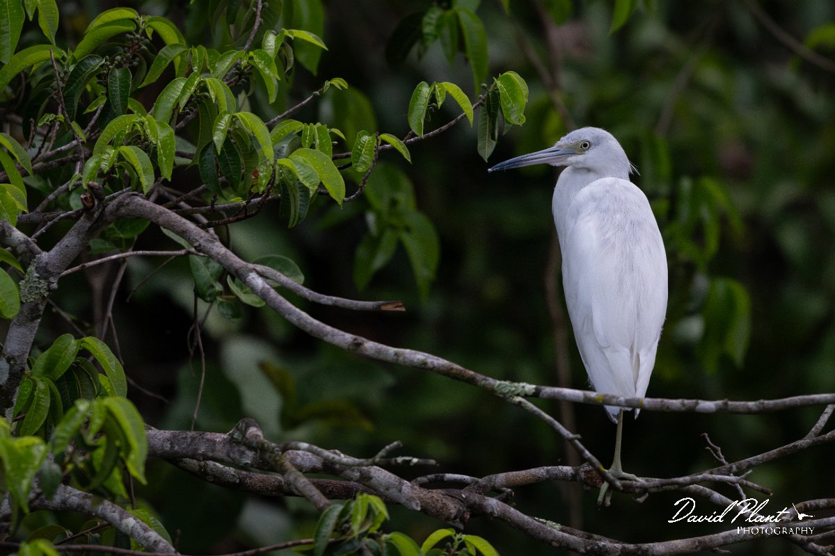 DPPhotography - Pantanal - Little blue heron - N.jpg - Little blue heron, white morph - Rio Sararé, Pantanal, Brazil