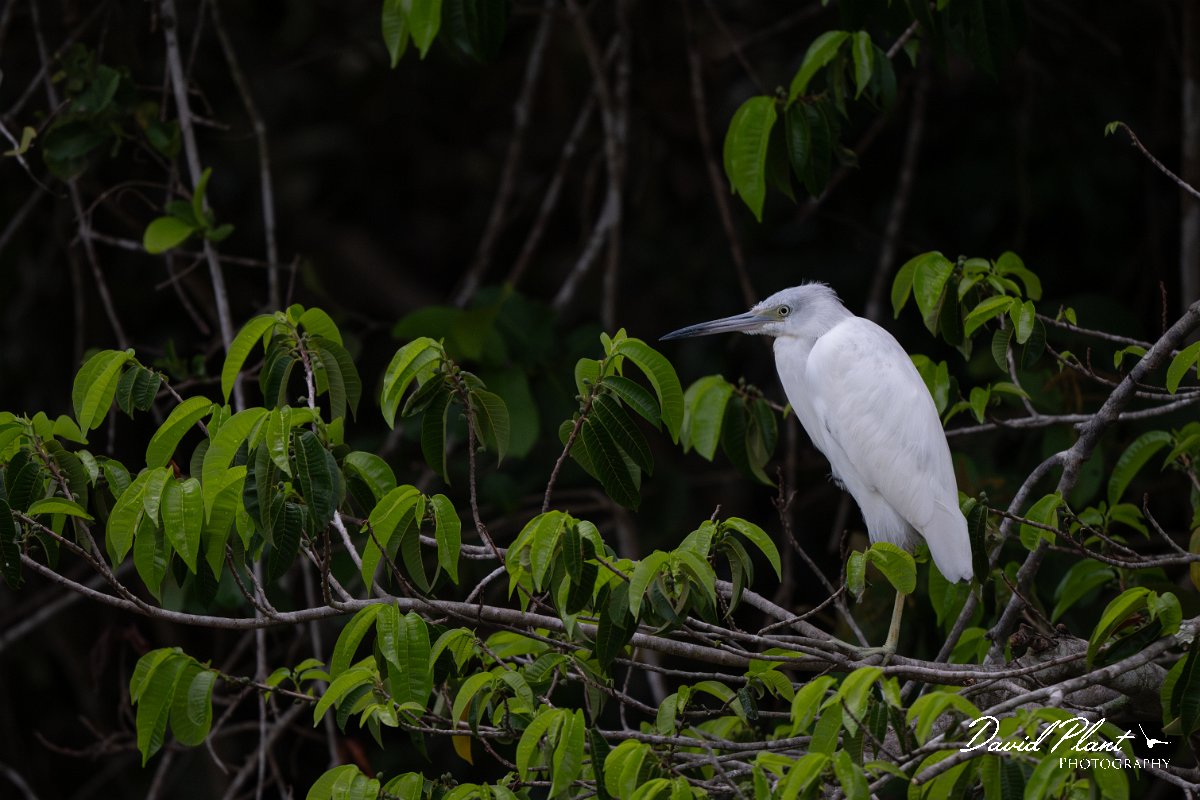 DPPhotography - Pantanal - Little blue heron - O.jpg - Little blue heron, white morph - Rio Sararé, Pantanal, Brazil
