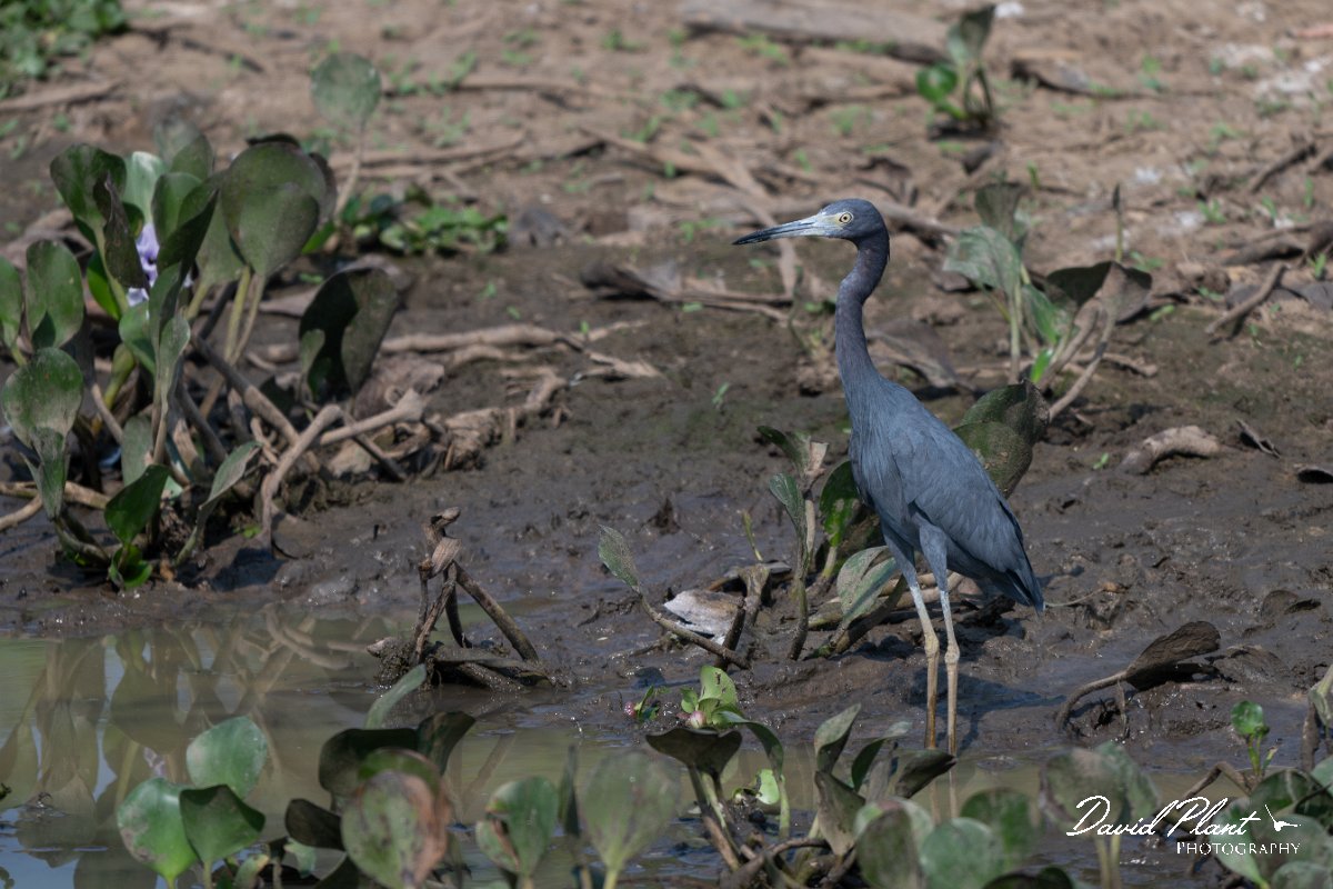 DPPhotography - Pantanal - Little blue heron - P.jpg - Little blue heron, blue morph - Transpantaneira, Brazil