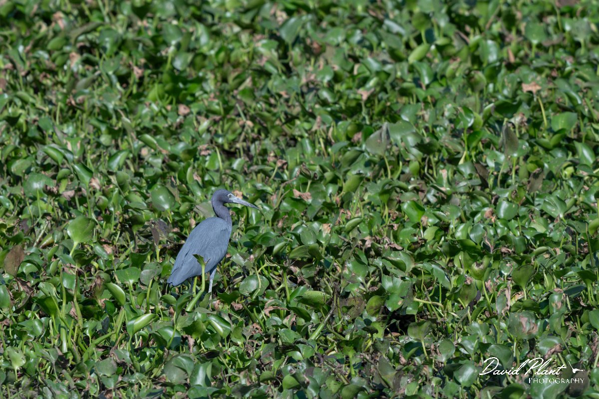 DPPhotography - Pantanal - Little blue heron - Q.jpg - Little blue heron, blue morph - Transpantaneira, Brazil