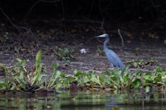 DPPhotography - Pantanal - Little blue heron - A
