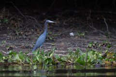 DPPhotography - Pantanal - Little blue heron - B