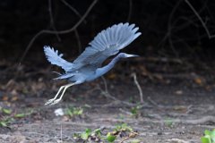 DPPhotography - Pantanal - Little blue heron - C