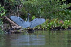 DPPhotography - Pantanal - Little blue heron - D