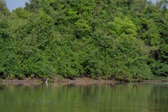 DPPhotography - Pantanal - Little blue heron - E