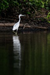 DPPhotography - Pantanal - Little blue heron - F