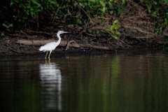 DPPhotography - Pantanal - Little blue heron - G