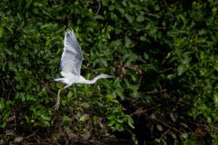 DPPhotography - Pantanal - Little blue heron - H