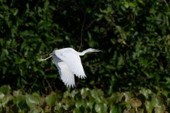 DPPhotography - Pantanal - Little blue heron - I