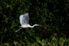 DPPhotography - Pantanal - Little blue heron - J
