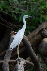 DPPhotography - Pantanal - Little blue heron - K