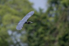 DPPhotography - Pantanal - Little blue heron - L