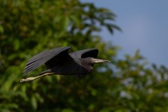 DPPhotography - Pantanal - Little blue heron - M