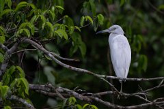DPPhotography - Pantanal - Little blue heron - N