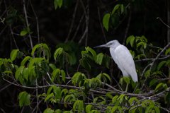 DPPhotography - Pantanal - Little blue heron - O