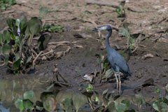 DPPhotography - Pantanal - Little blue heron - P