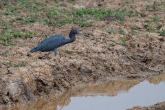 DPPhotography - Pantanal - Little blue heron - R