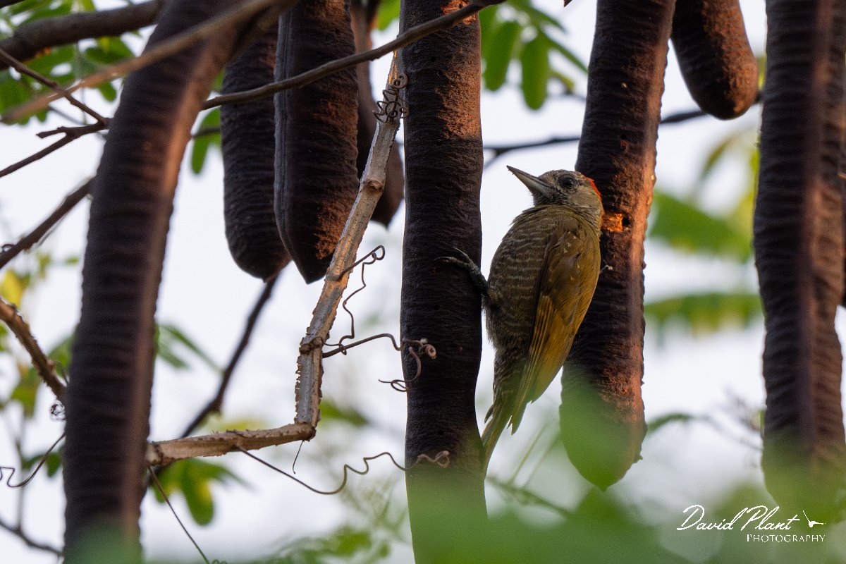 DPPhotography - Pantanal - Little woodpecker - C.jpg - Little woodpecker - Pantanal, Brazil