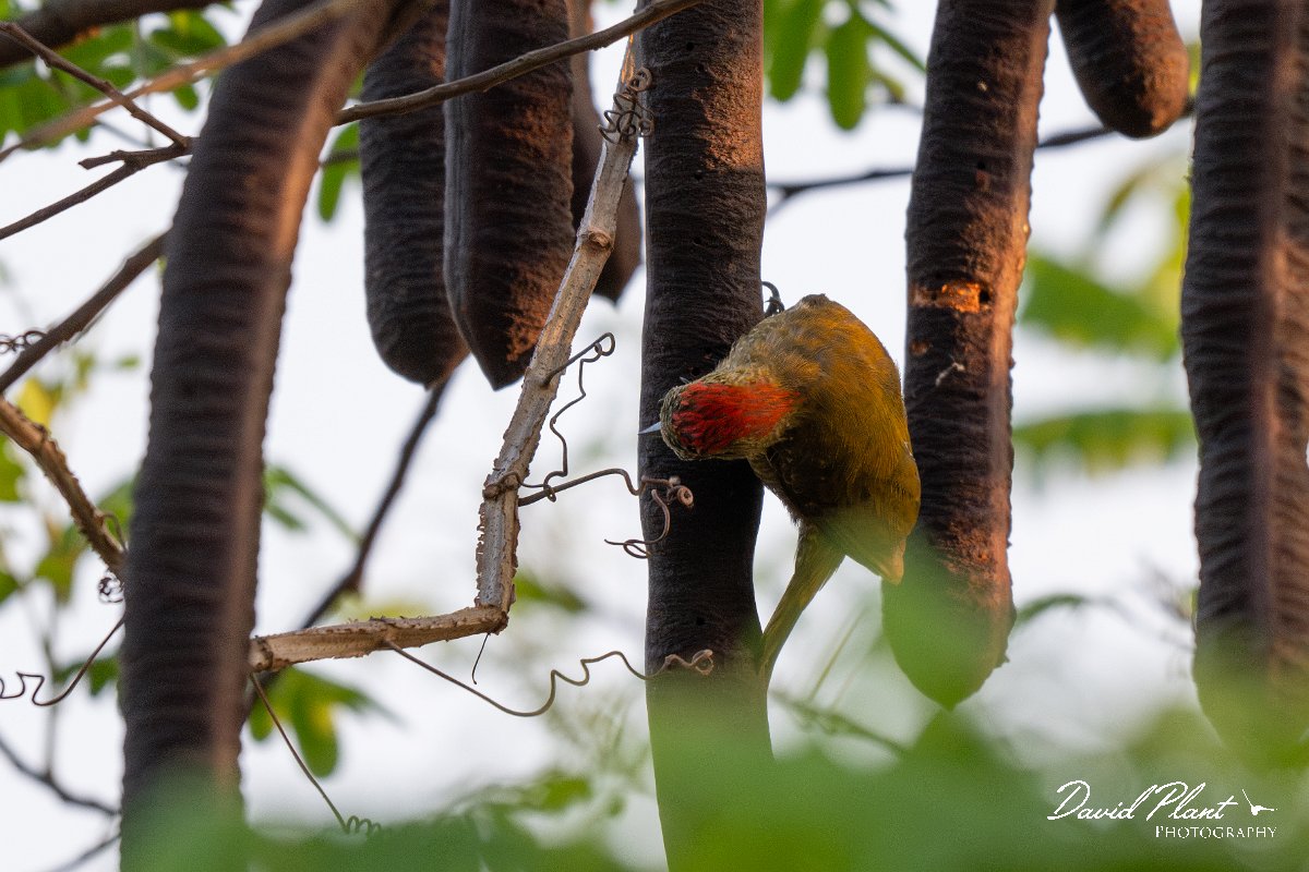 DPPhotography - Pantanal - Little woodpecker - D.jpg - Little woodpecker - Pantanal, Brazil