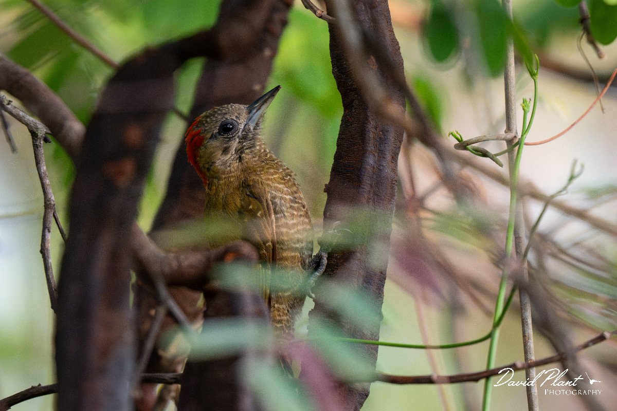 DPPhotography - Pantanal - Little woodpecker - E.jpg - Little woodpecker - Pantanal, Brazil