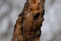 DPPhotography - Pantanal - Little woodpecker - B