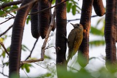 DPPhotography - Pantanal - Little woodpecker - C
