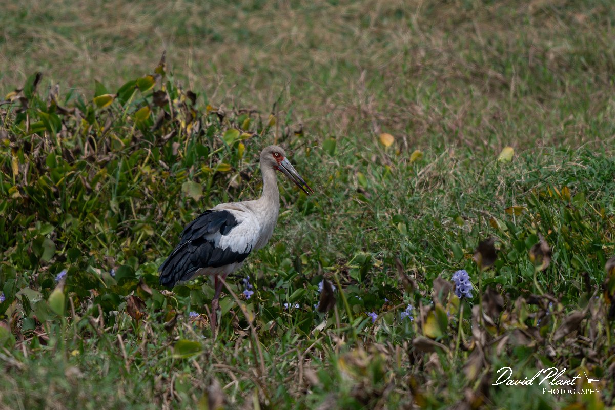 DPPhotography - Pantanal - Maguari stork - A.jpg - Maguari stork - Transpantaneira, Brazil