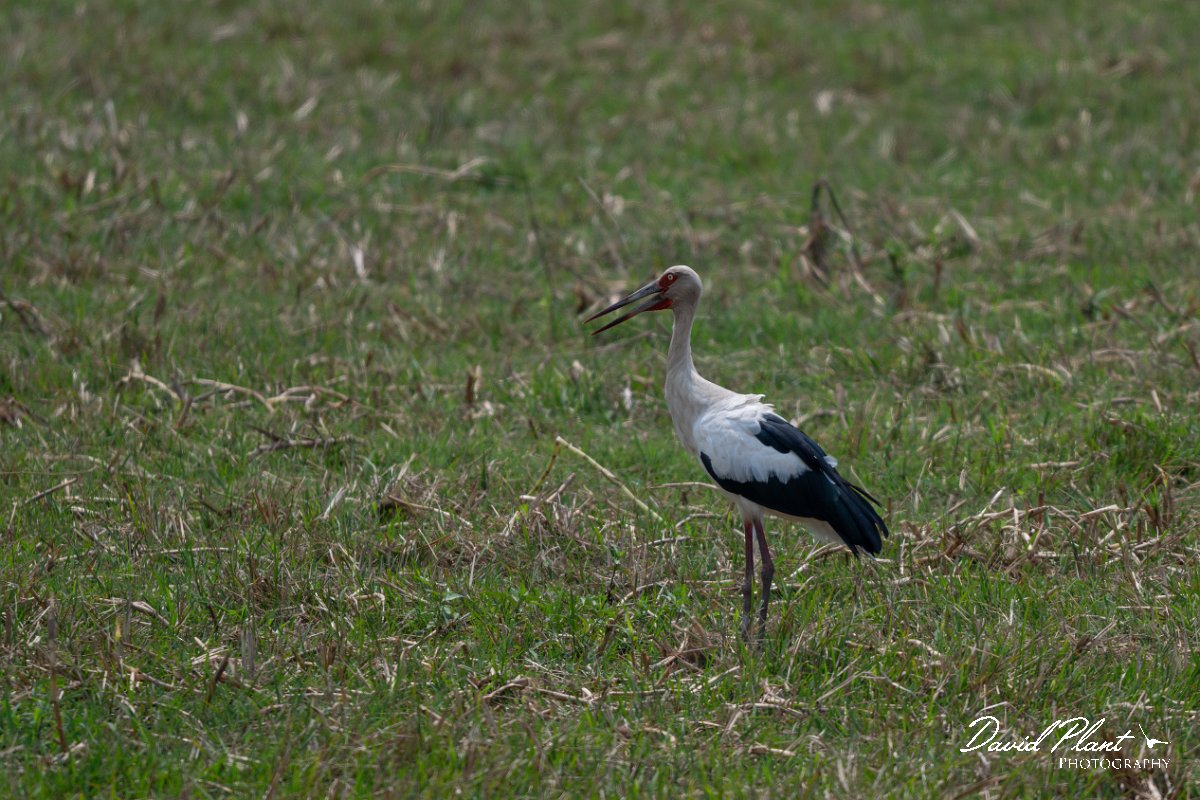 DPPhotography - Pantanal - Maguari stork - B.jpg - Maguari stork - Transpantaneira, Brazil