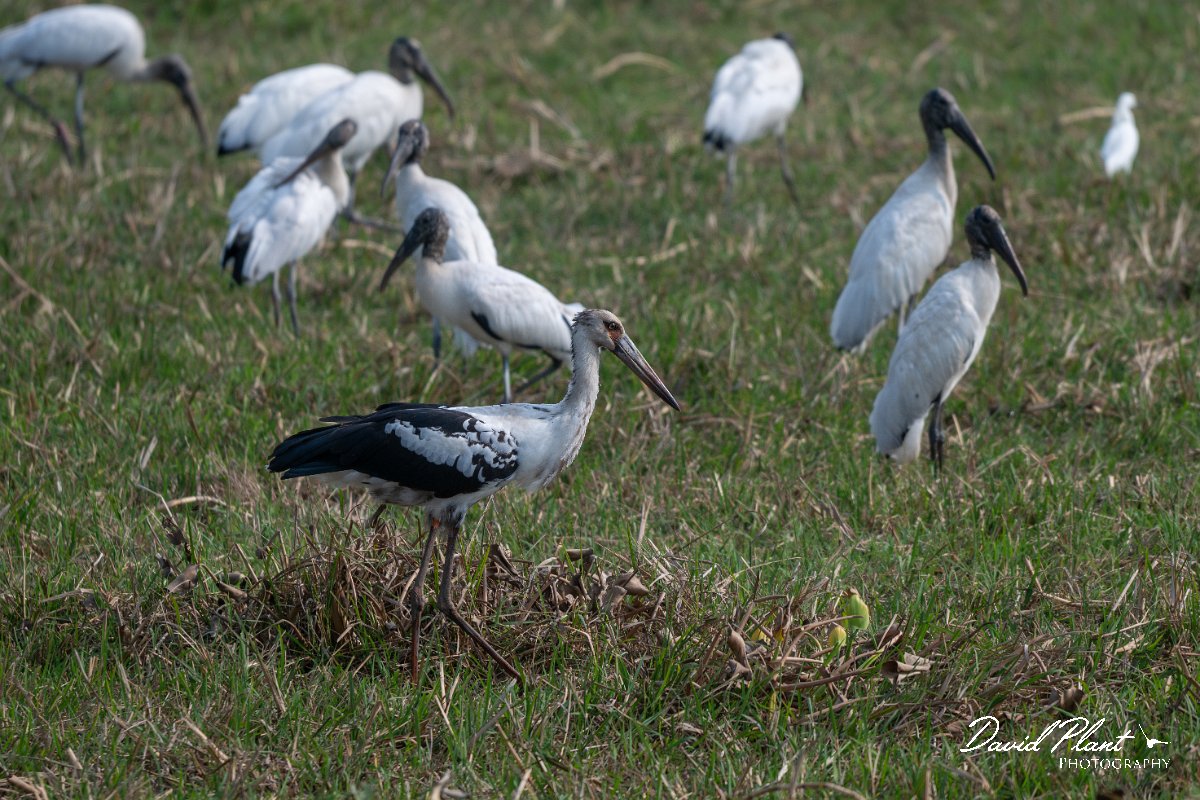 DPPhotography - Pantanal - Maguari stork - C.jpg - Maguari stork - Transpantaneira, Brazil