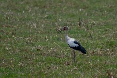 DPPhotography - Pantanal - Maguari stork - B