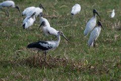 DPPhotography - Pantanal - Maguari stork - C