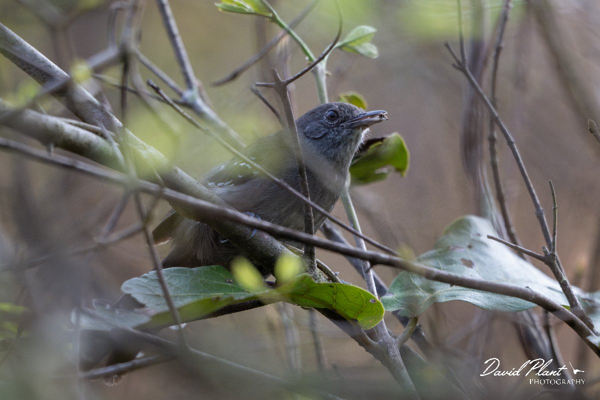 DPPhotography - Pantanal - Masso Grosso antbird - A.jpg - Mato Grosso antbird - Pantanal, Brazil