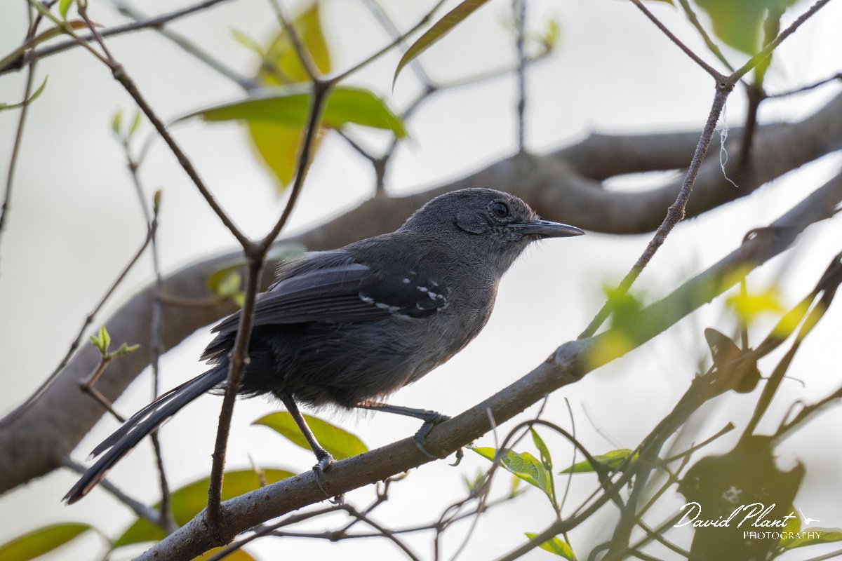 DPPhotography - Pantanal - Masso Grosso antbird - B.jpg - Mato Grosso antbird - Pantanal, Brazil